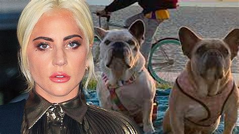 lady gaga dogs kidnapped